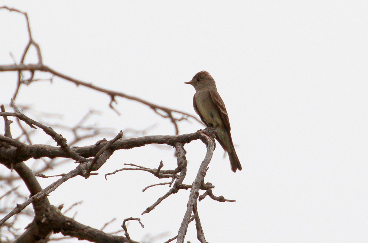 Western Wood-Pewee - Gregory Horrocks