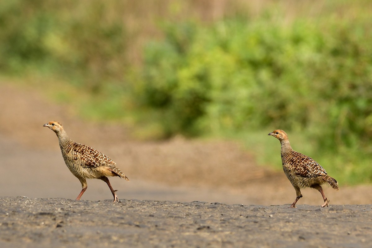 Gray Francolin - ML109426151