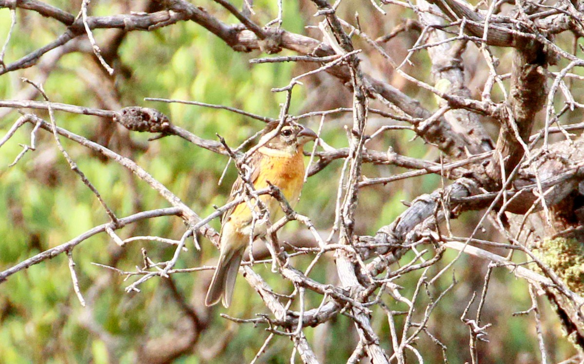 Black-headed Grosbeak - ML109426161