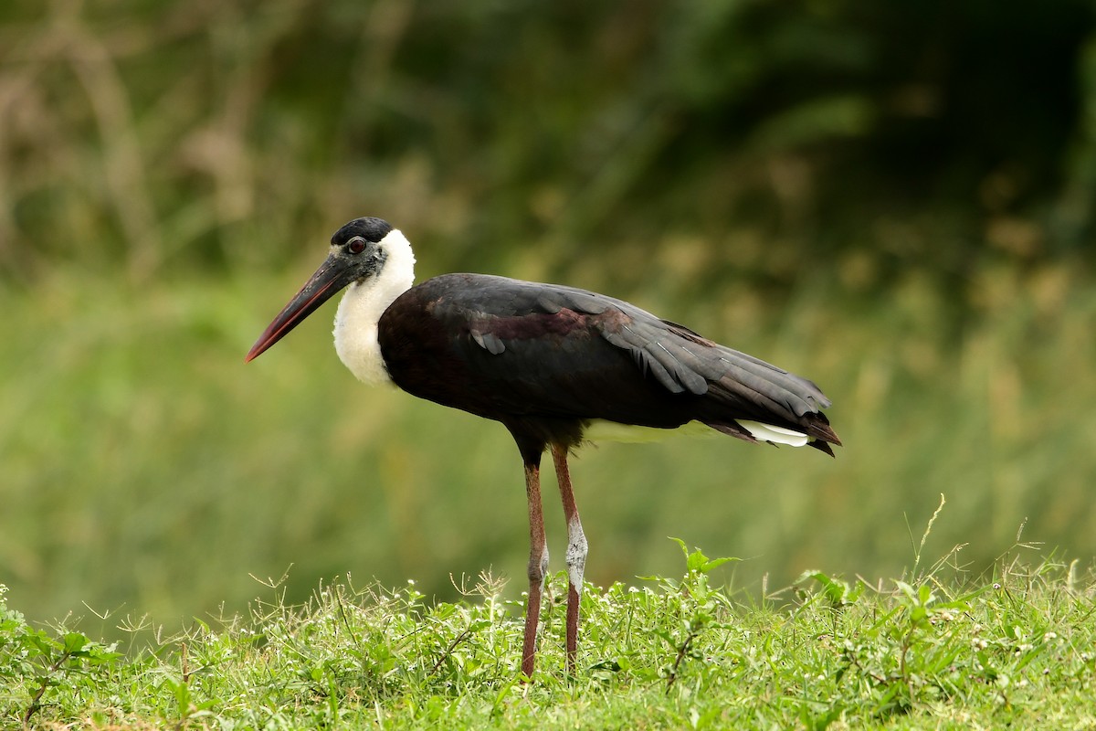 Asian Woolly-necked Stork - ML109426171