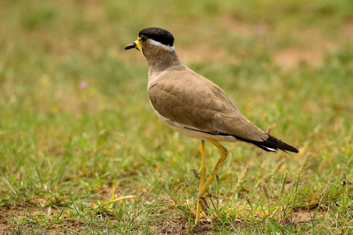 Yellow-wattled Lapwing - ML109426221