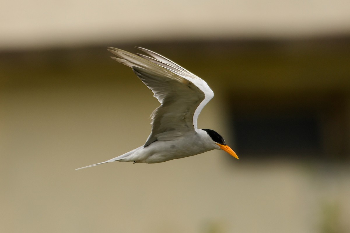 River Tern - ML109426281