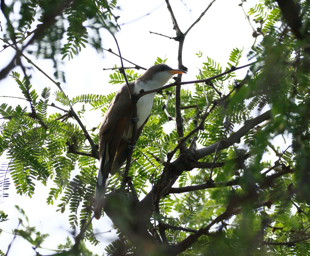 Yellow-billed Cuckoo - ML109426501