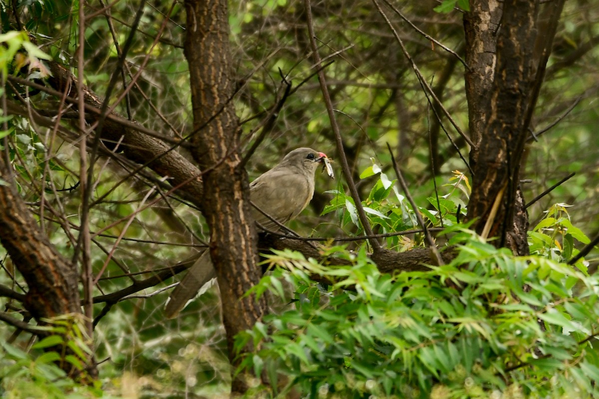 Sirkeer Malkoha - ML109426981