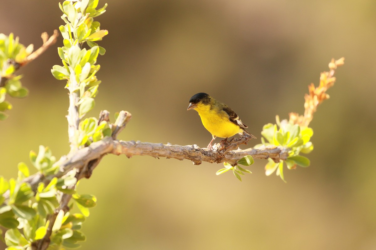 Lesser Goldfinch - ML109427171