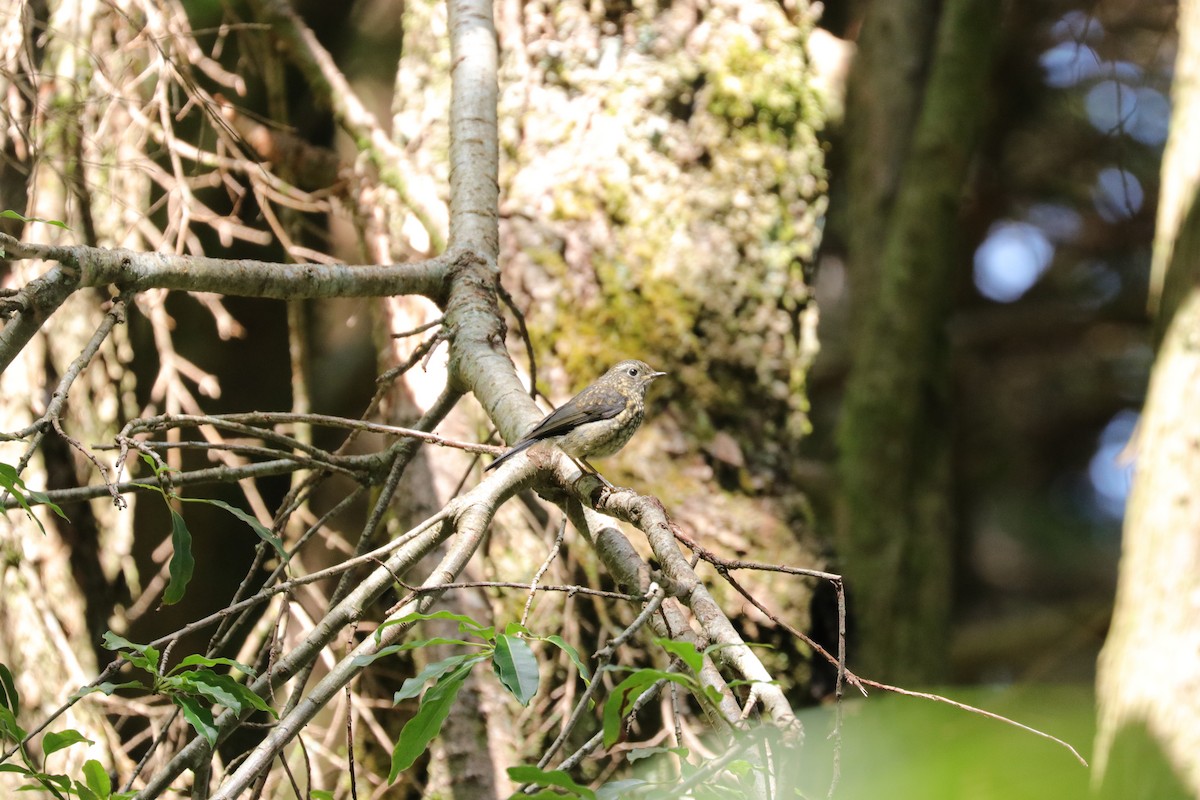 Collared Bush-Robin - ML109427471