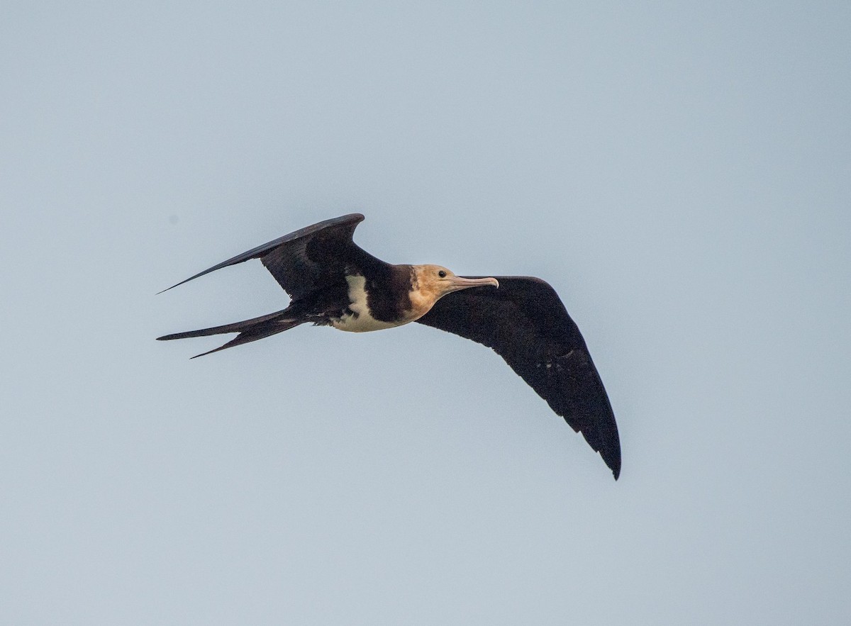 Lesser Frigatebird - ML109429261