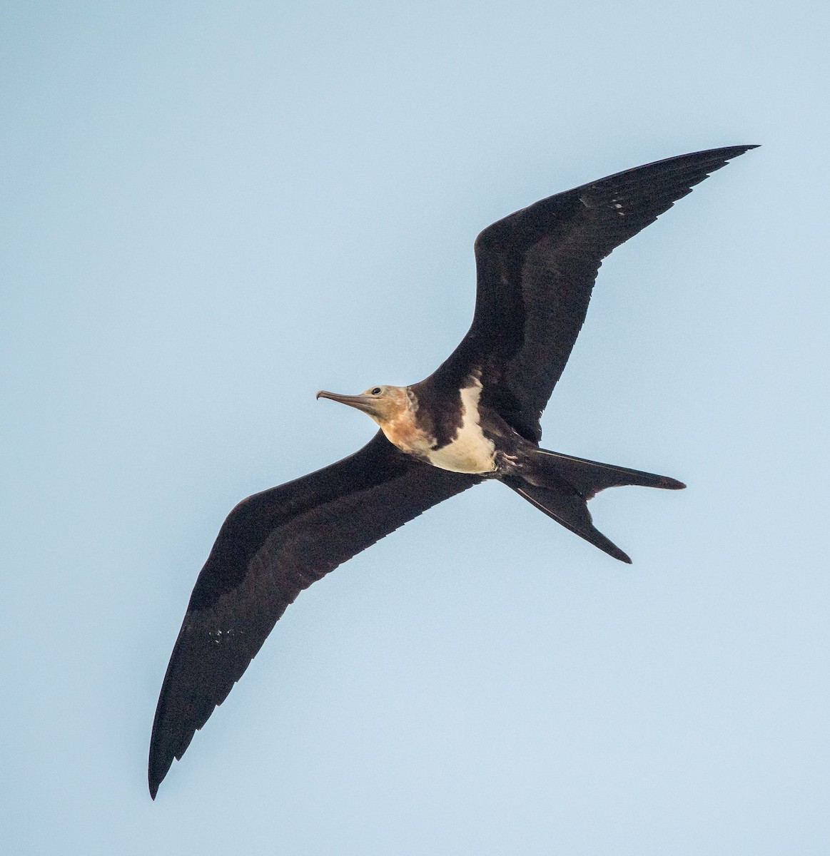 Lesser Frigatebird - ML109429281