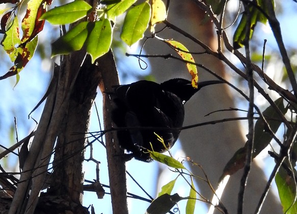 Paradise Riflebird - ML109429401