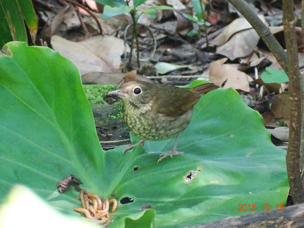 Rufous-tailed Robin - ML109429951