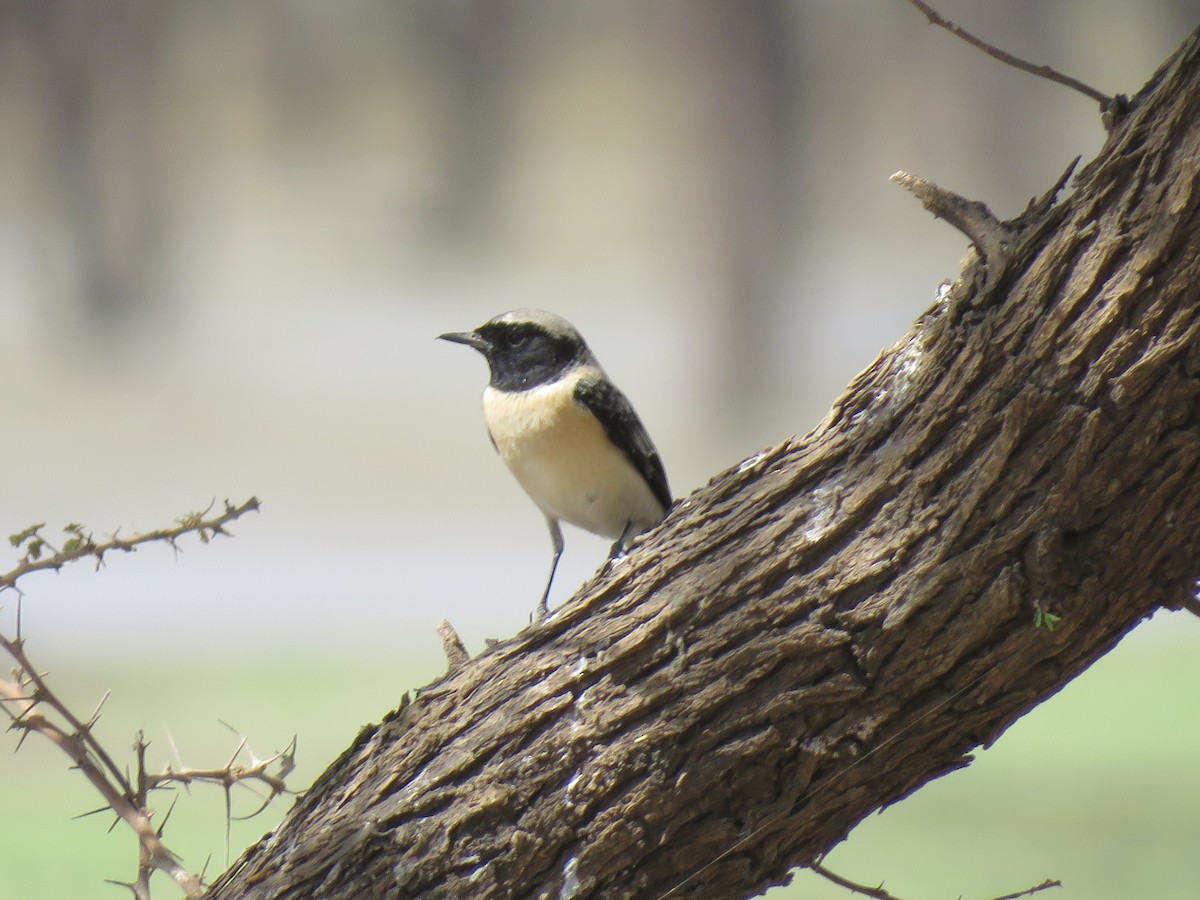 Pied Wheatear - ML109430811