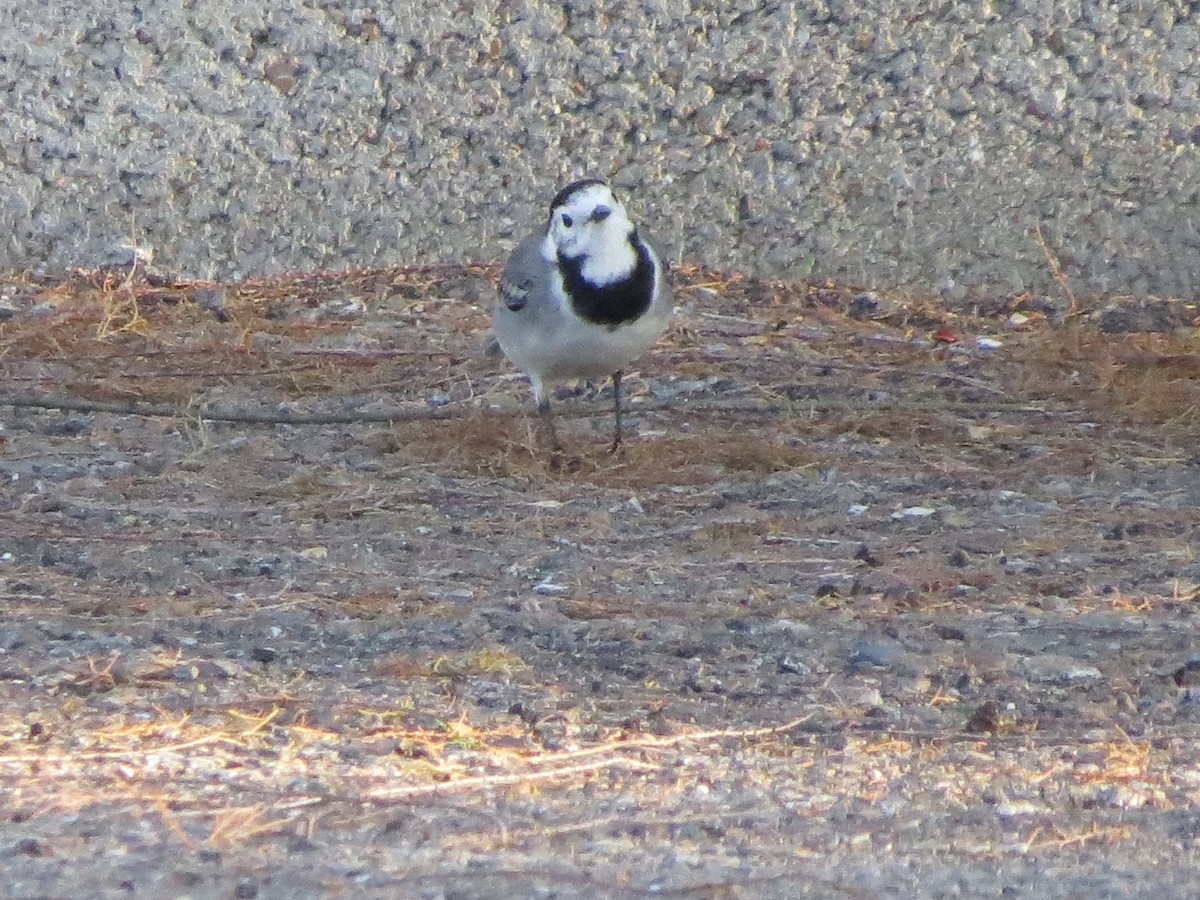 White Wagtail - ML109430831