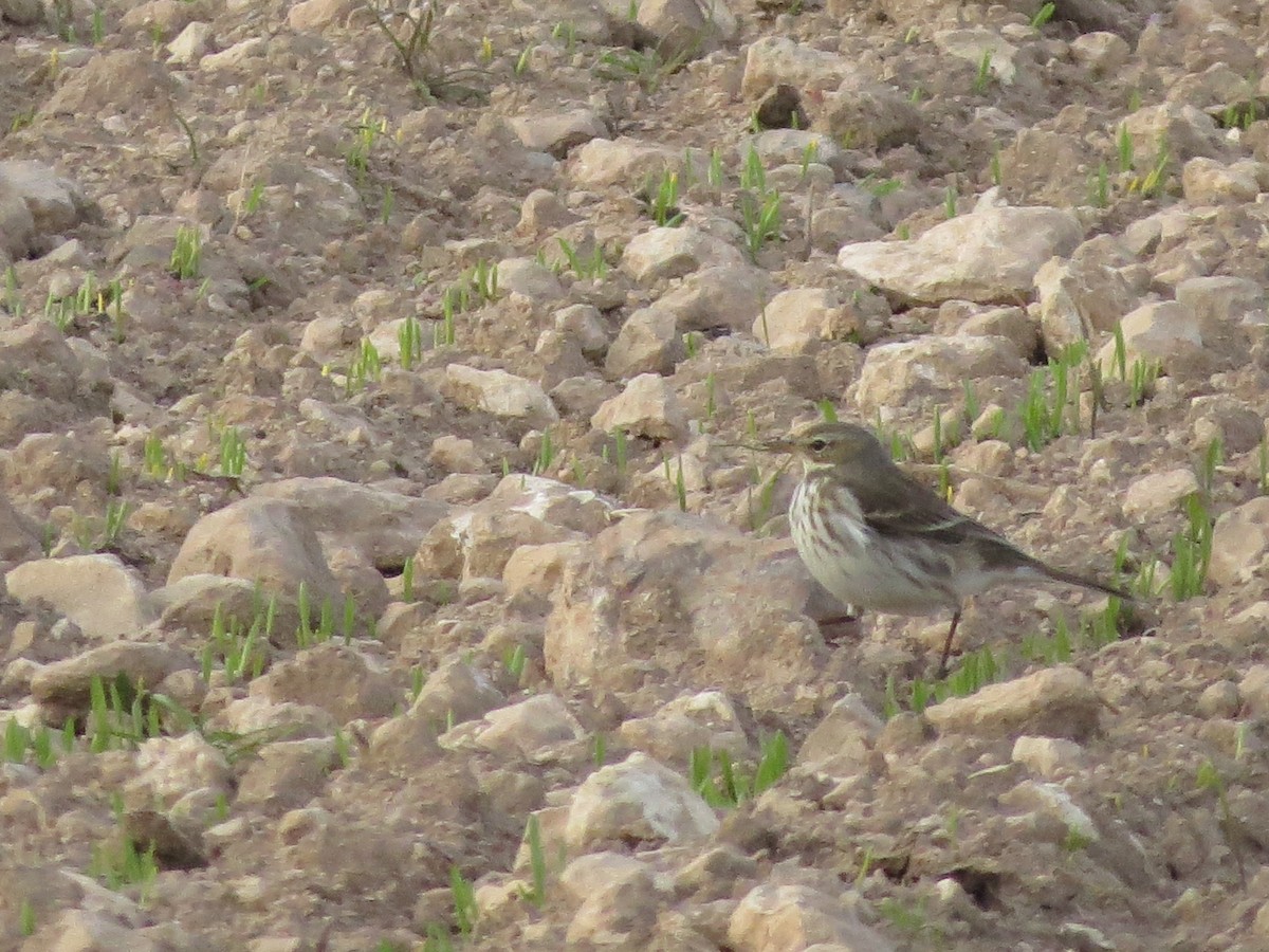 Water Pipit - Eduardo Morano