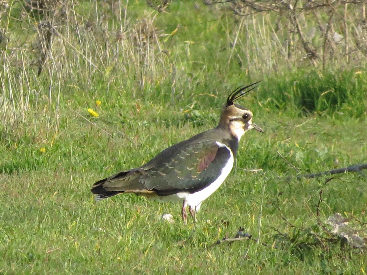 Northern Lapwing - Eduardo Morano