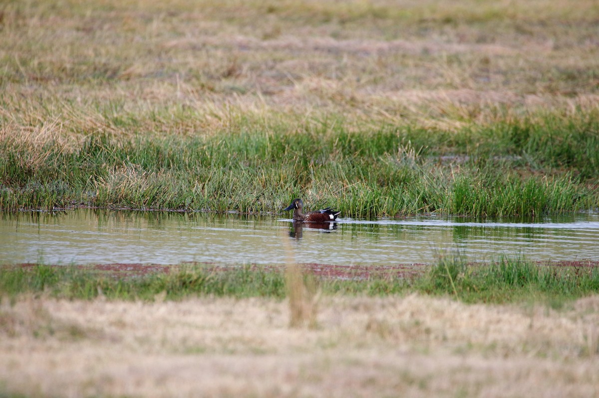 Australasian Shoveler - ML109431151