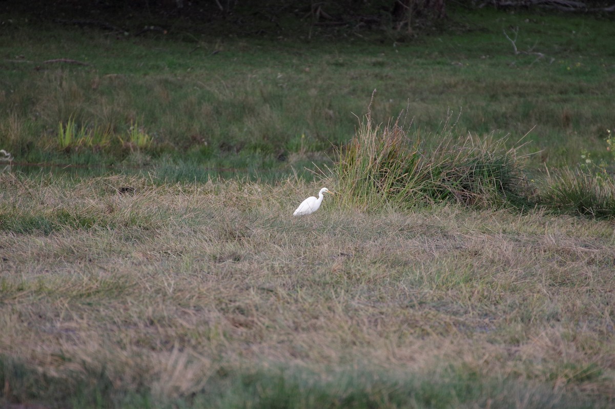 Plumed Egret - Richard Harris