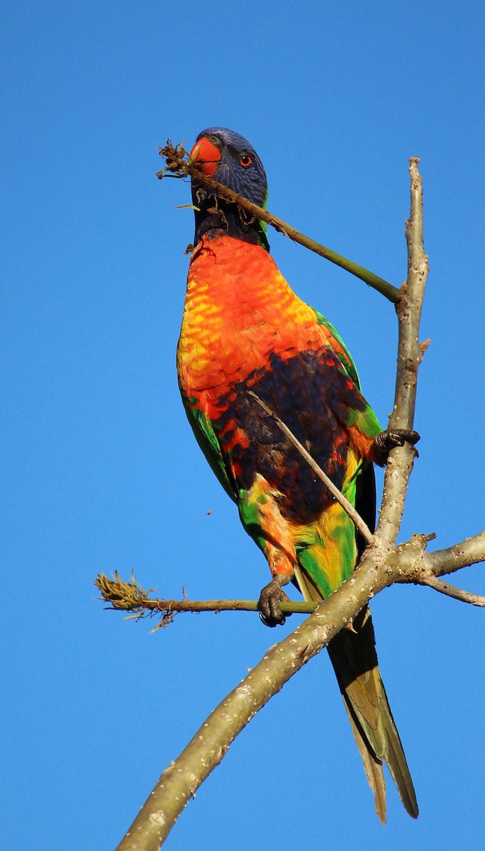 Rainbow Lorikeet - ML109431701