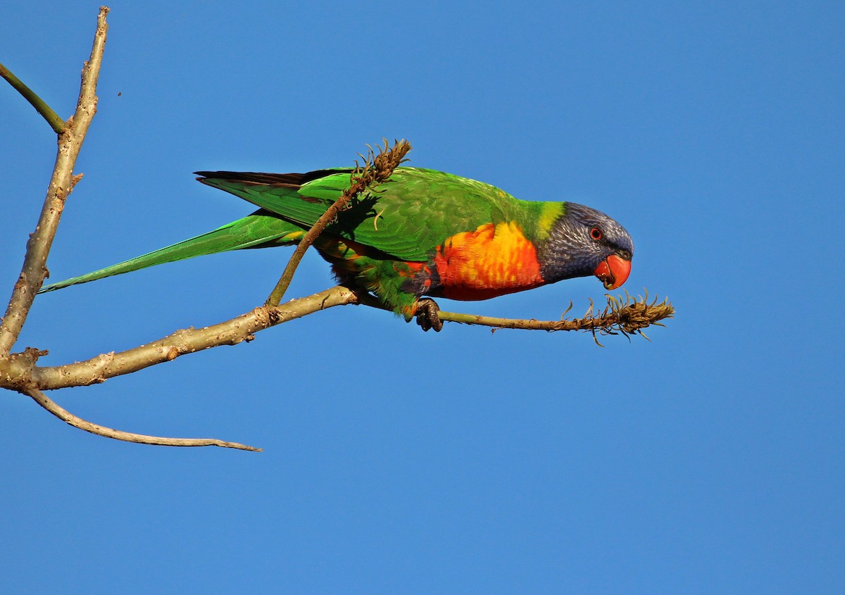 Rainbow Lorikeet - ML109431741