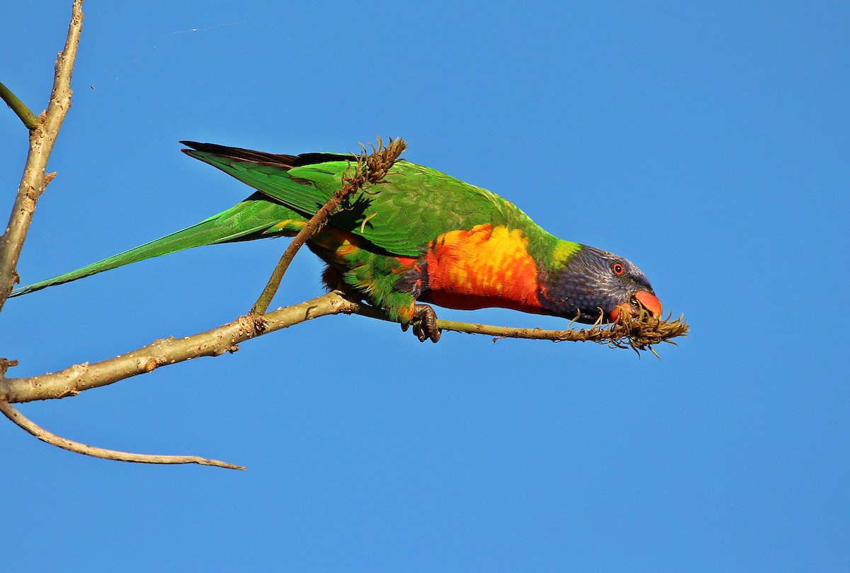 Rainbow Lorikeet - ML109431761