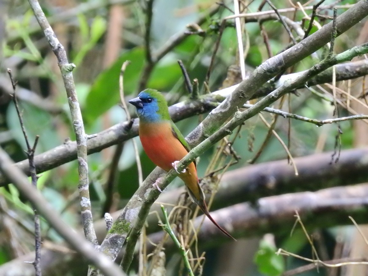 Pin-tailed Parrotfinch - ML109431891