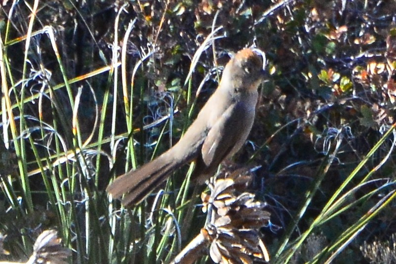 Canyon Towhee - ML109432281