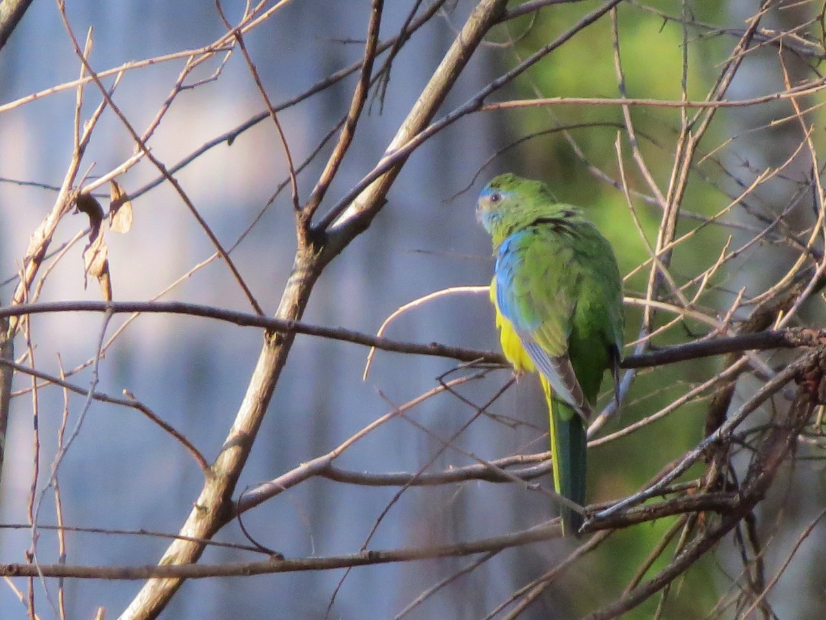 Turquoise Parrot - ML109432331