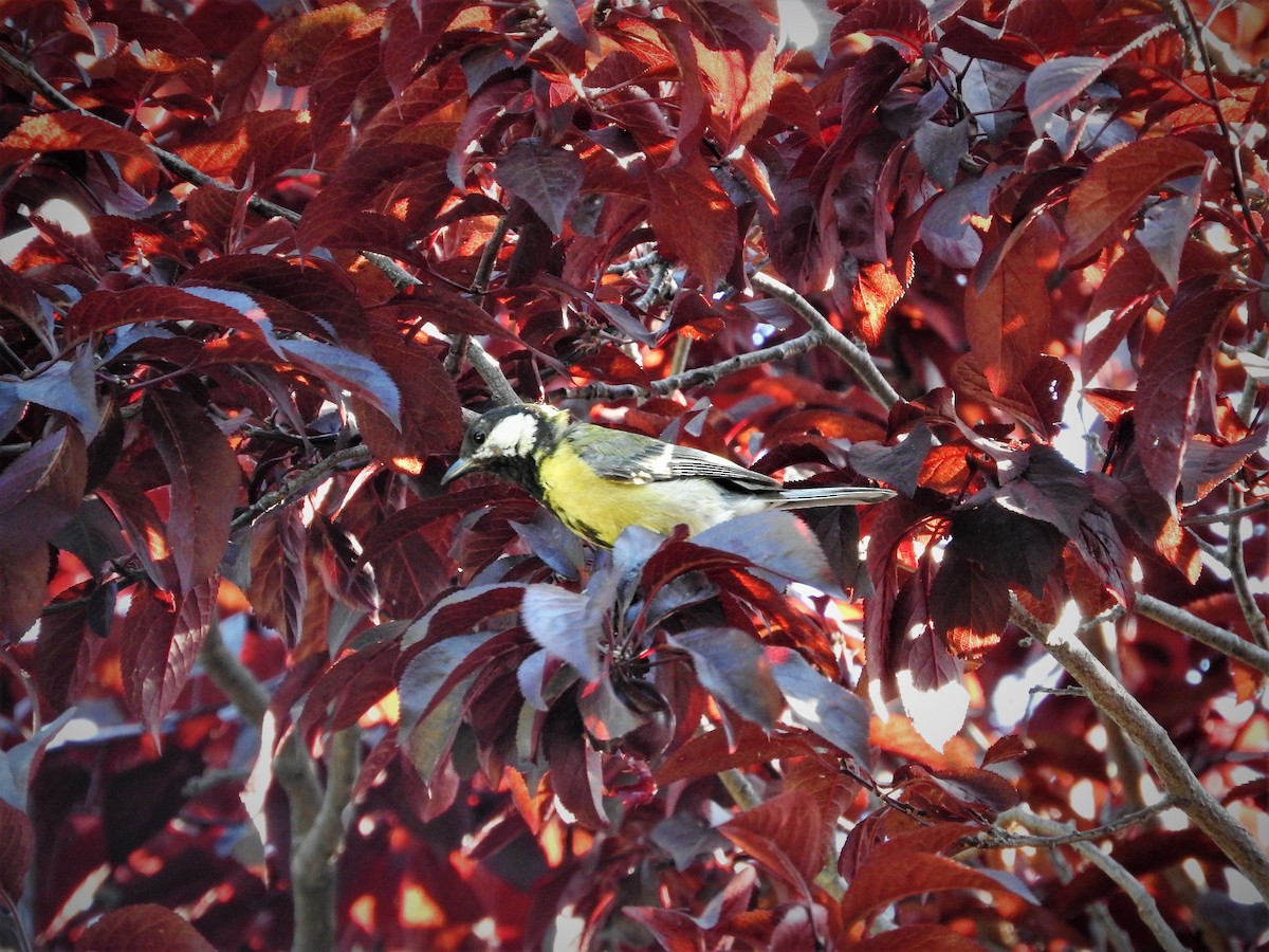 Great Tit - ML109432441