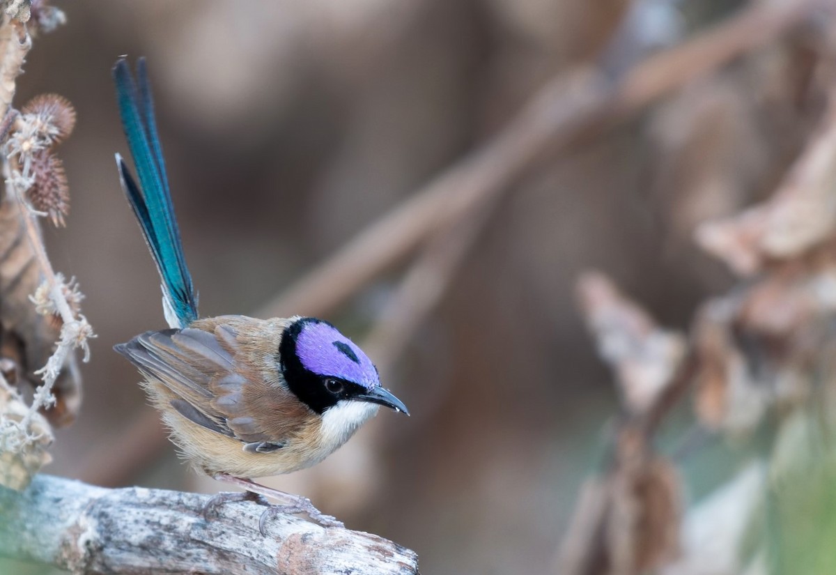 Purple-crowned Fairywren - ML109434421