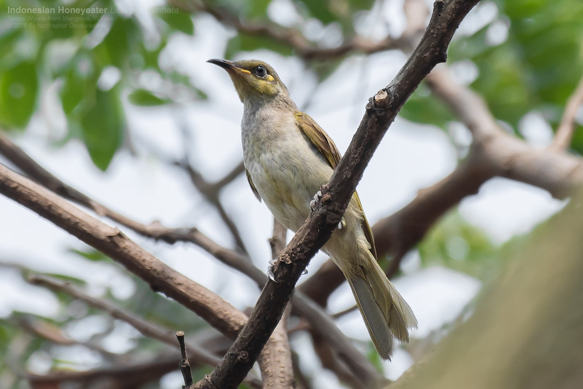 Brown Honeyeater - ML109434451