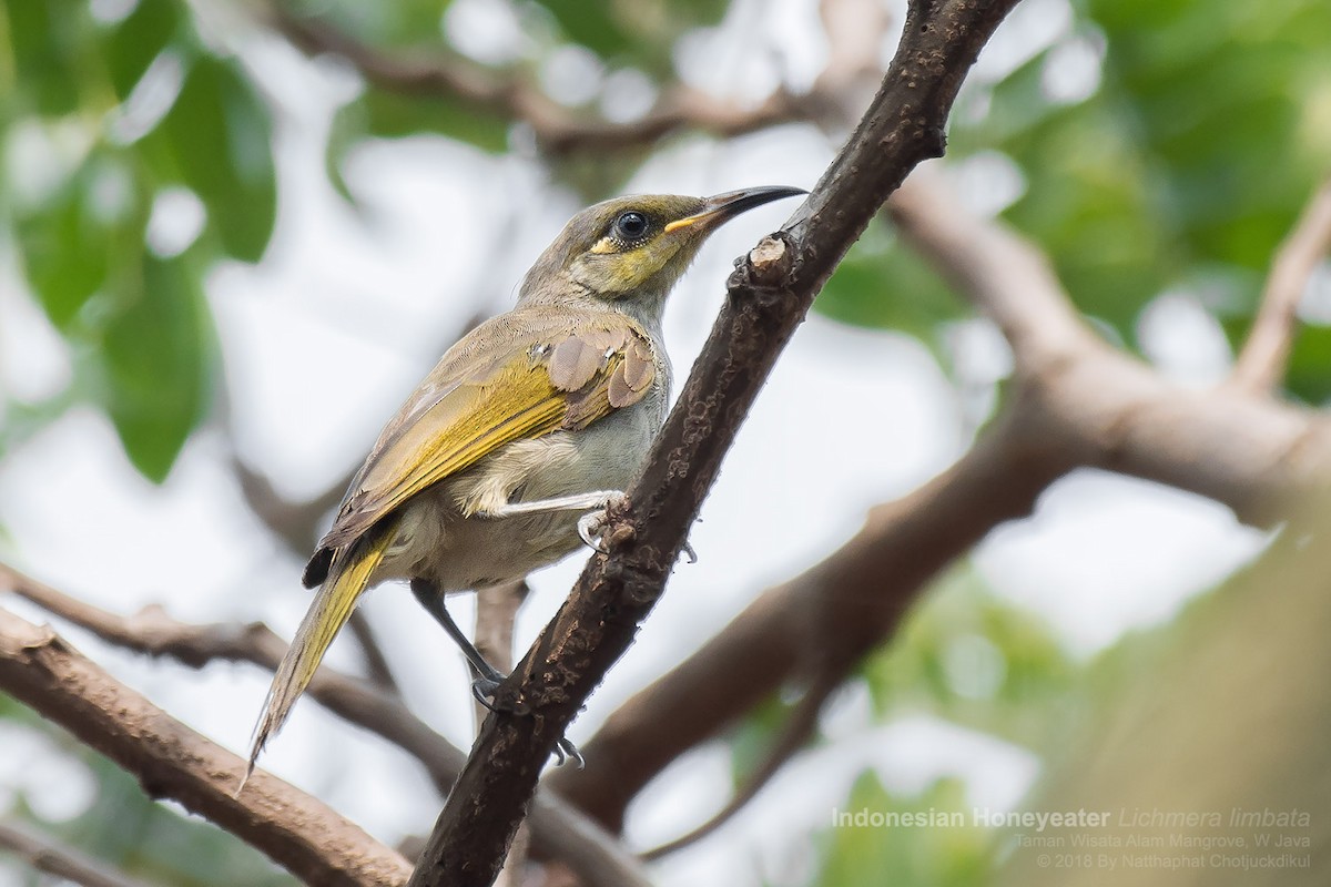 Brown Honeyeater - ML109434471