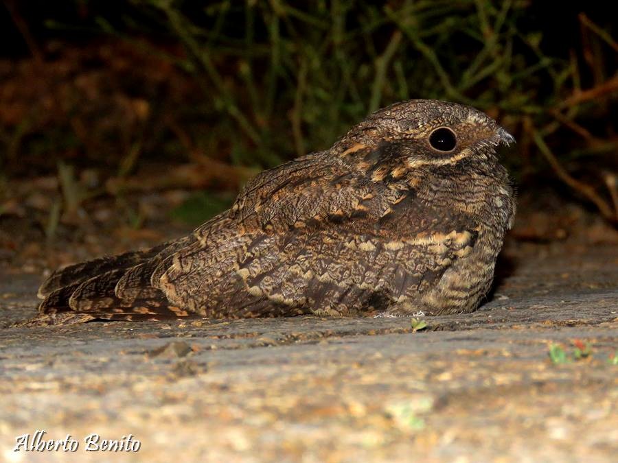 Eurasian Nightjar - ML109434821