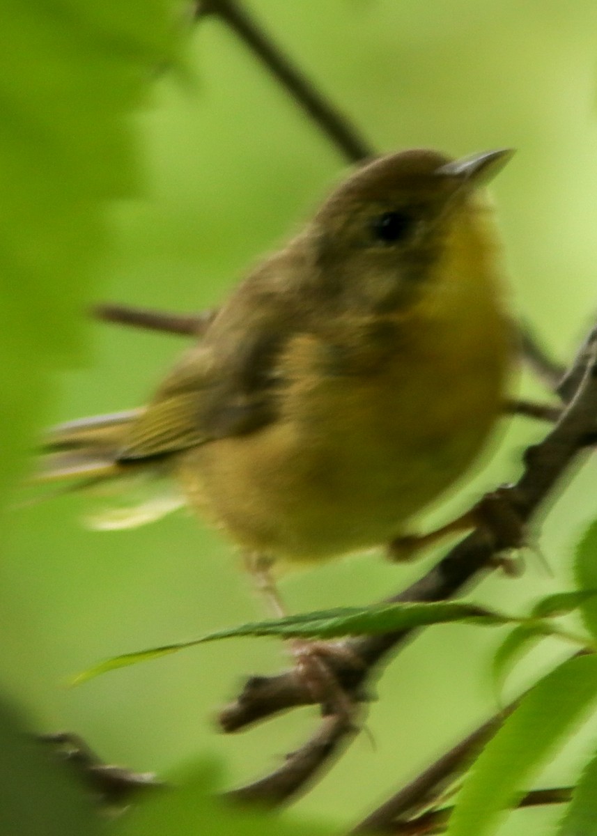 Common Yellowthroat - Marc Boisvert