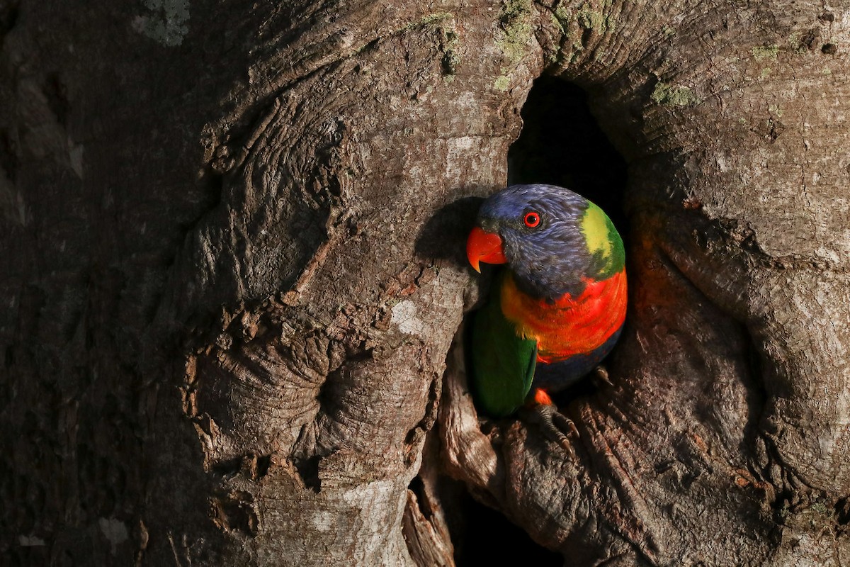 Rainbow Lorikeet - Ged Tranter