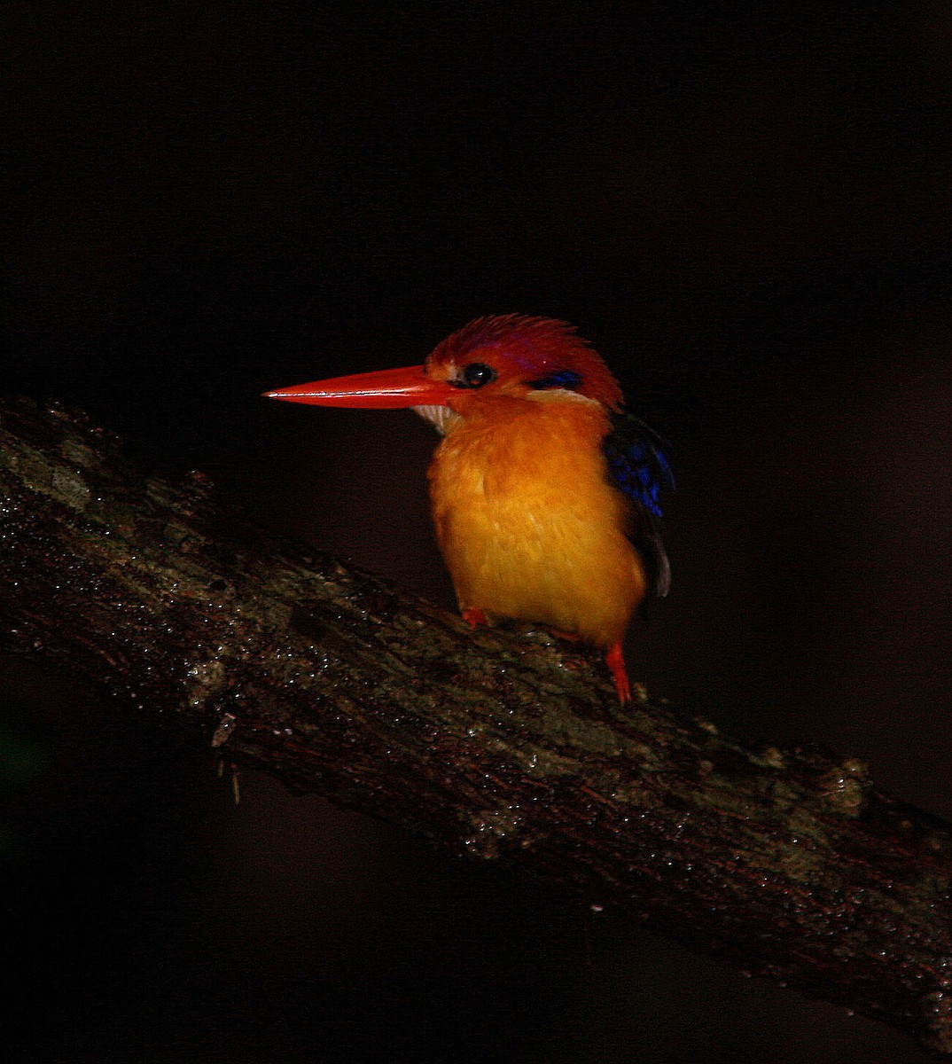 Black-backed Dwarf-Kingfisher - Guy Poisson