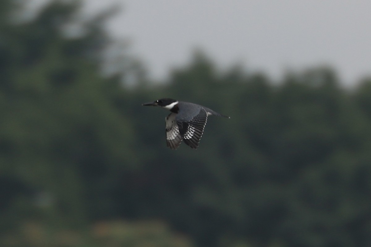 Belted Kingfisher - ML109440701