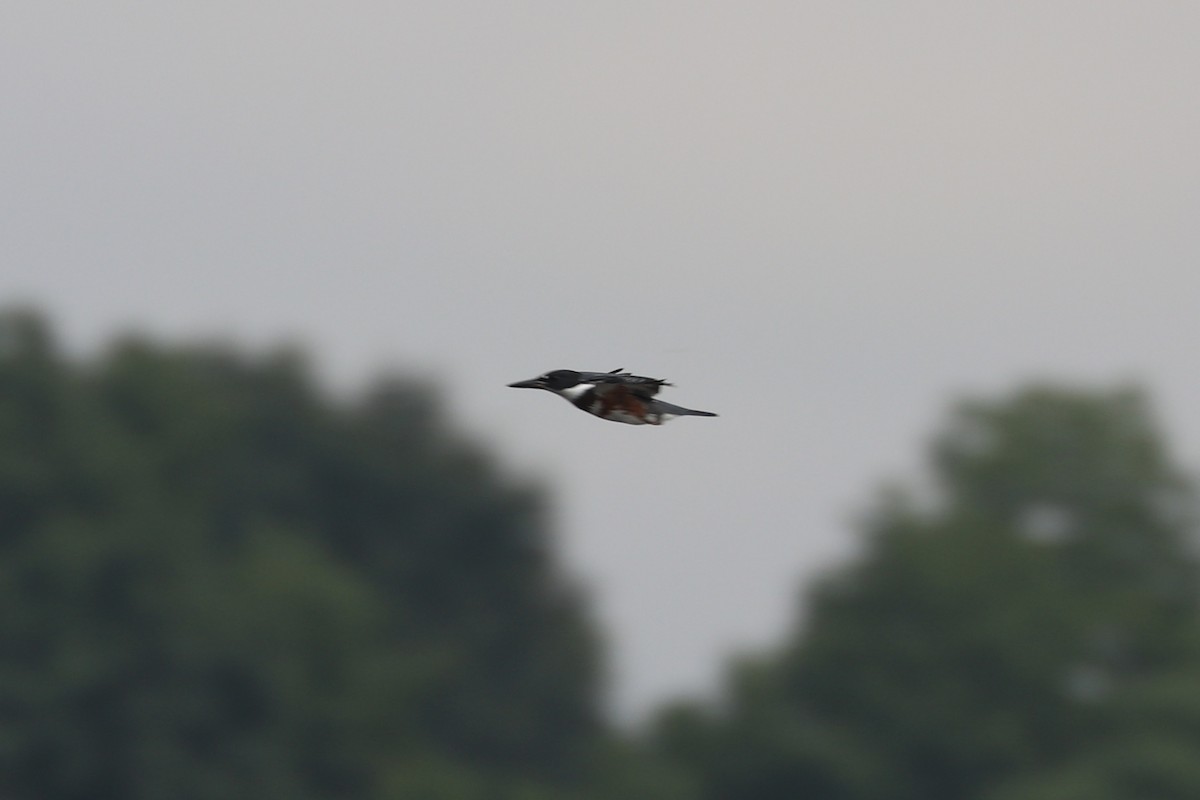 Belted Kingfisher - ML109440711