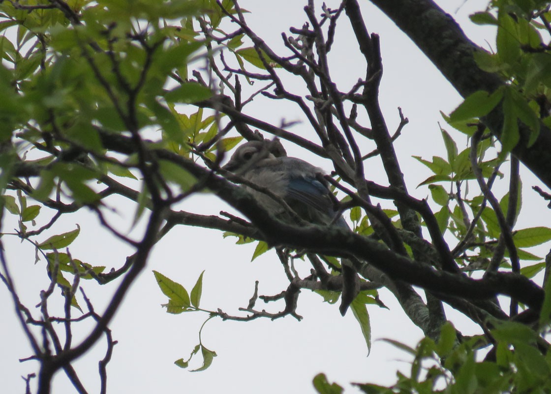 Blue Jay - ML109442331