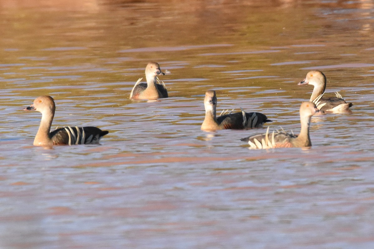 Plumed Whistling-Duck - Geoffrey Groom