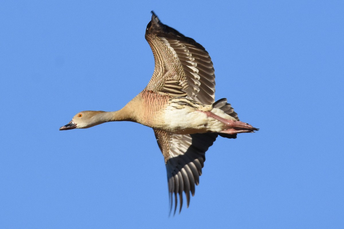 Plumed Whistling-Duck - Geoffrey Groom