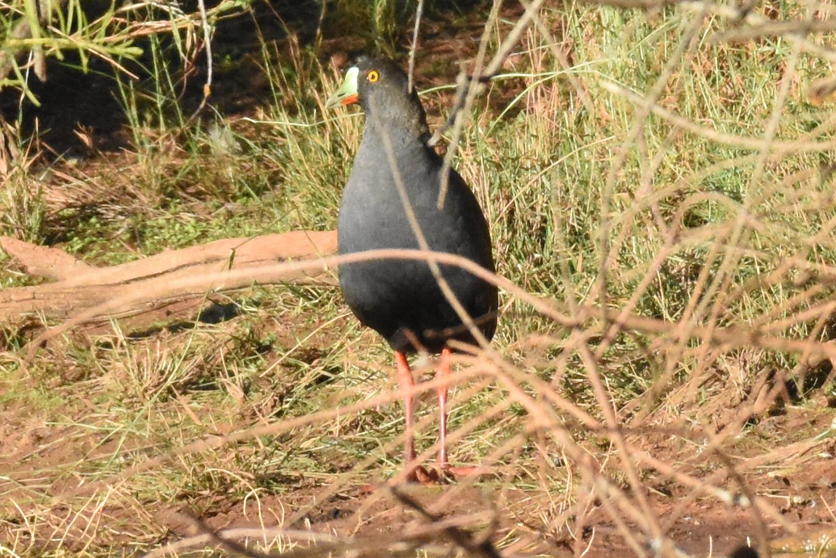 Black-tailed Nativehen - Geoffrey Groom