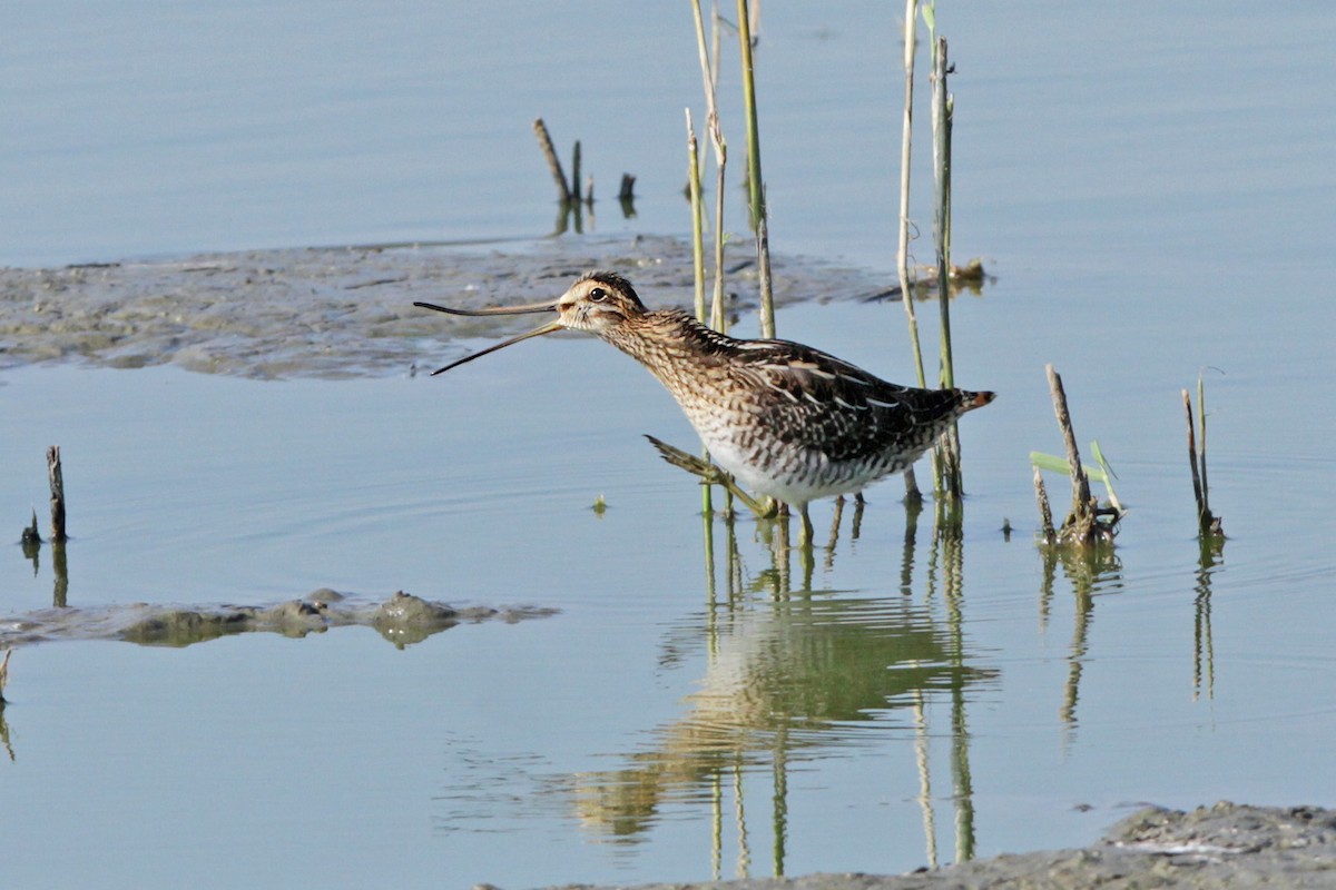 Common Snipe - Leo Hesse