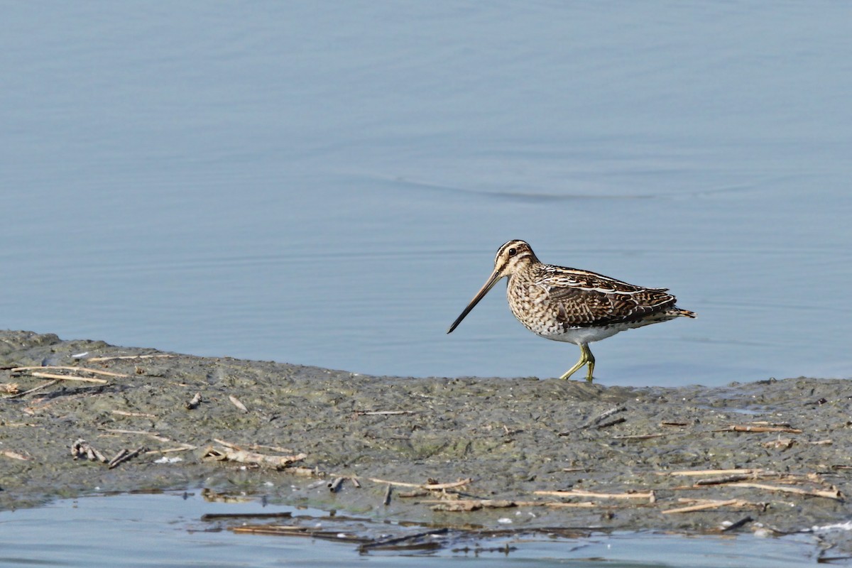 Common Snipe - ML109444531