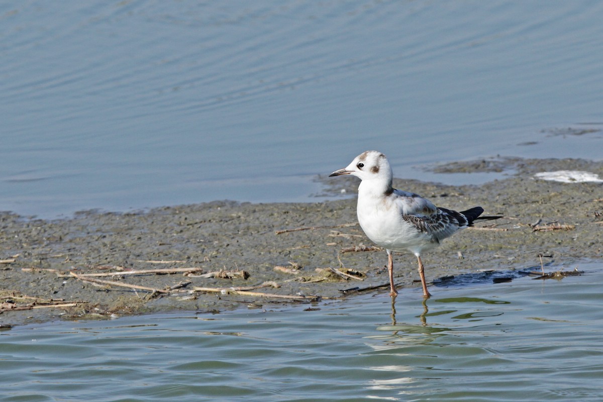 Black-headed Gull - ML109444541