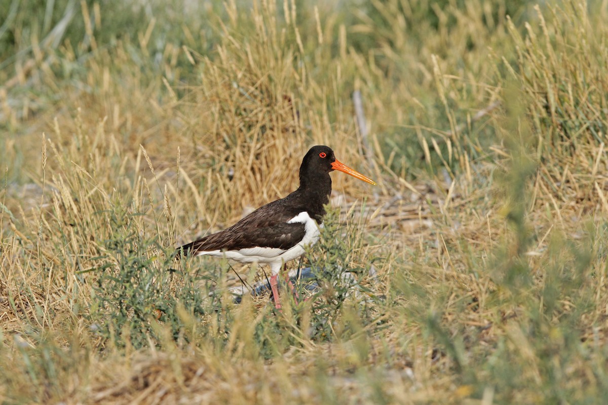 Eurasian Oystercatcher - ML109444591