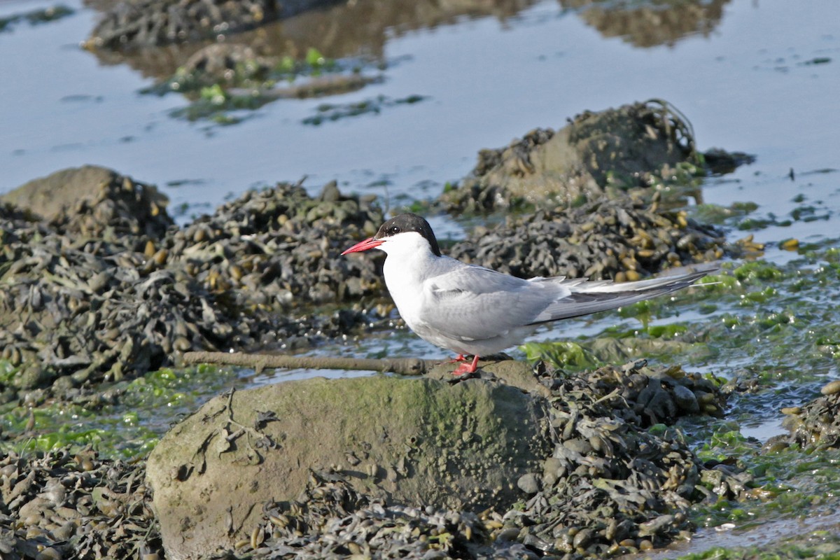 Arctic Tern - ML109444601