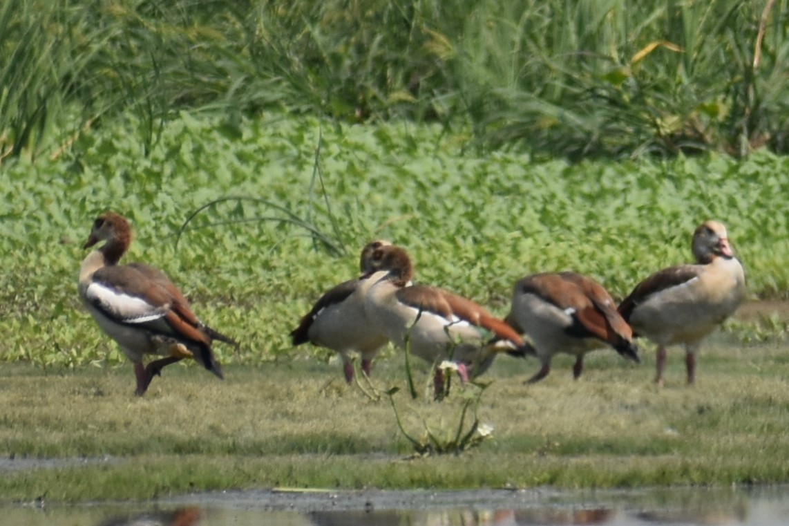 Egyptian Goose - ML109445871