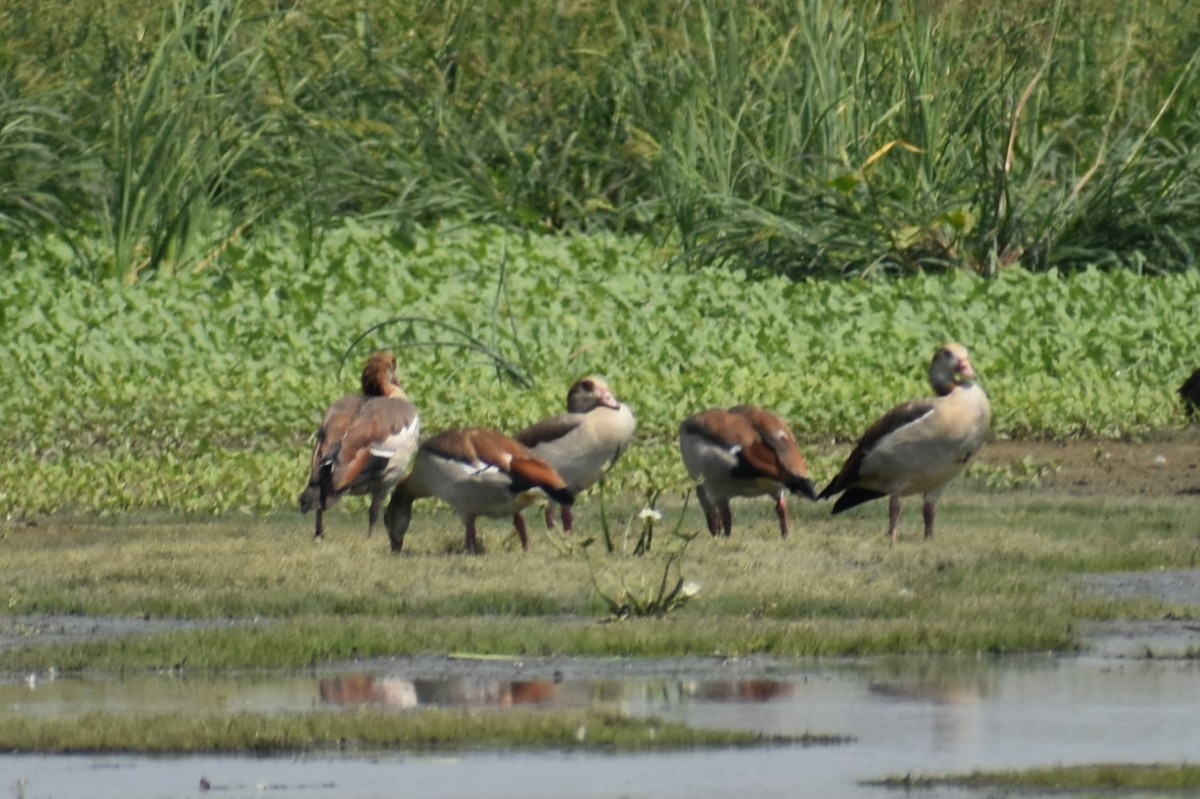 Egyptian Goose - ML109445881