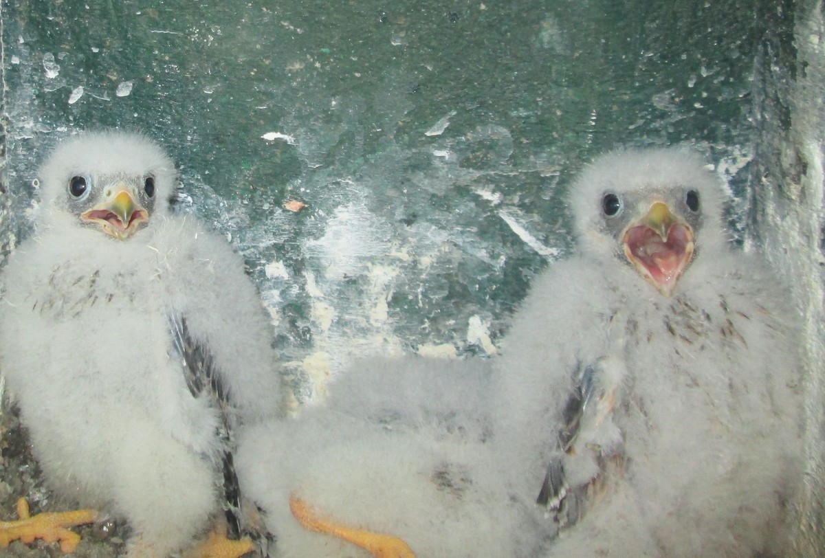 Red-footed Falcon - ML109446451