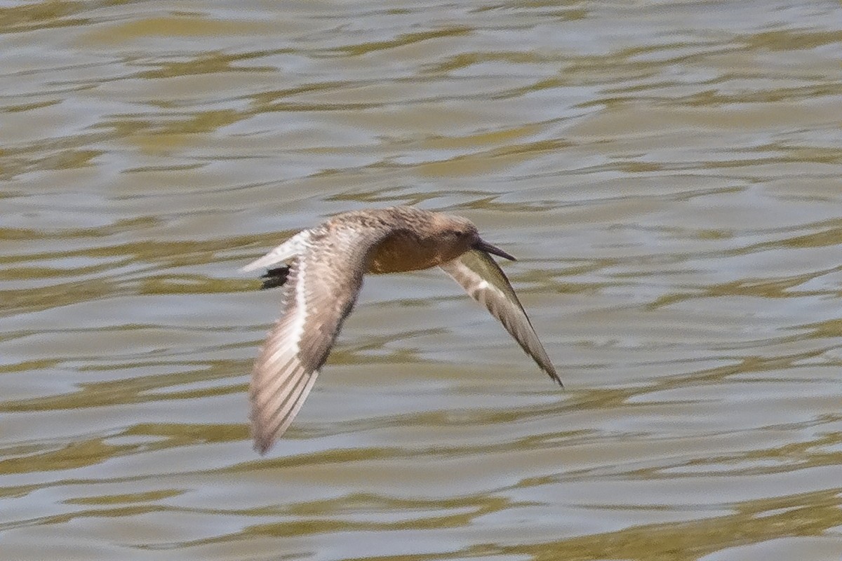 Red Knot - ML109446601