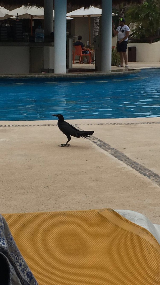 Great-tailed Grackle - Paige Monteiro